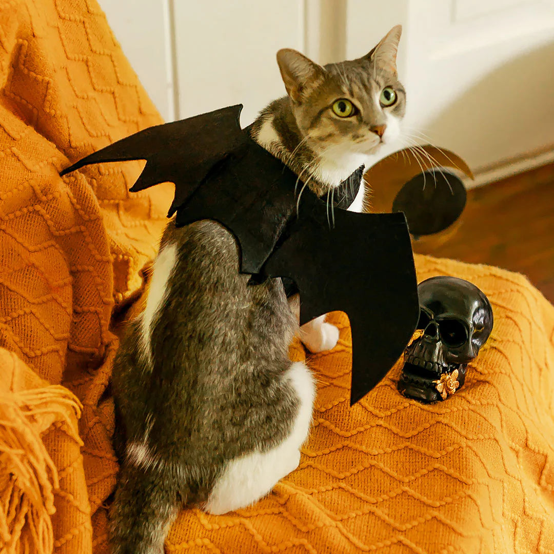 Batwing For Cat + Small Dogs