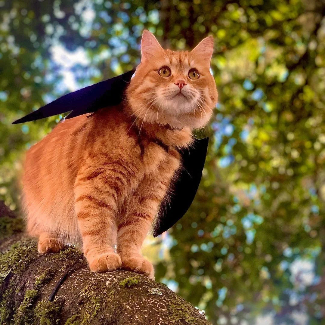 Batwing For Cat + Small Dogs