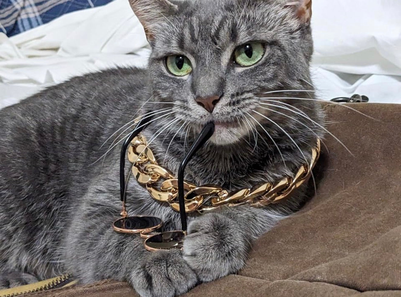Sunglasses & Golden Chain For Cats